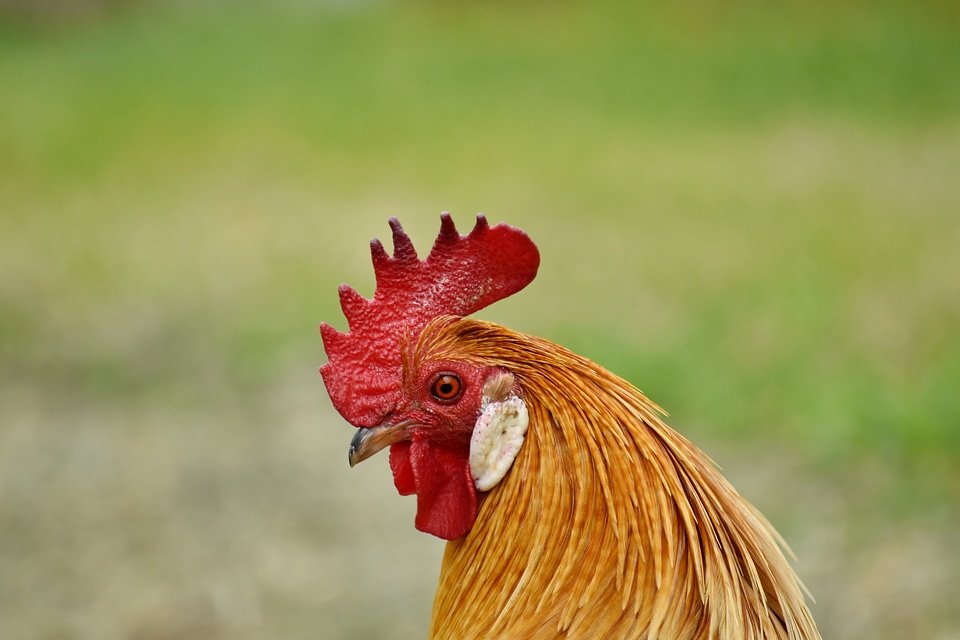 Animal domestic rooster