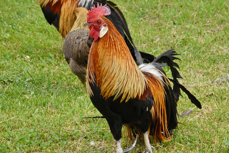 Chicken farmland grass