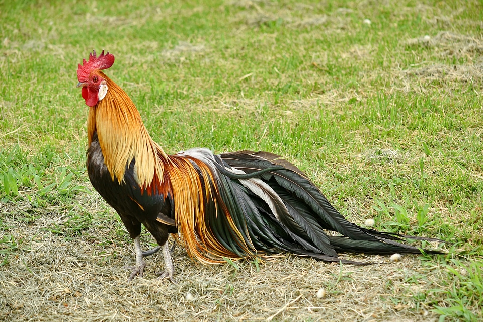 Bird domestic farmland