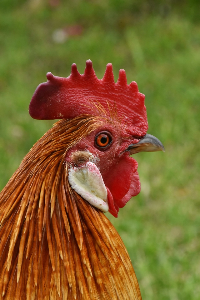 Beak portrait rooster