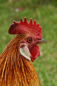 Beak portrait rooster photo
