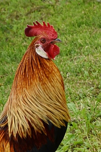 Feather poultry rooster photo