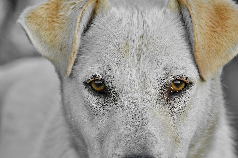 Beautiful close-up dog