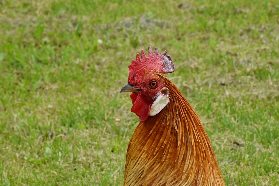 Crest rooster animal
