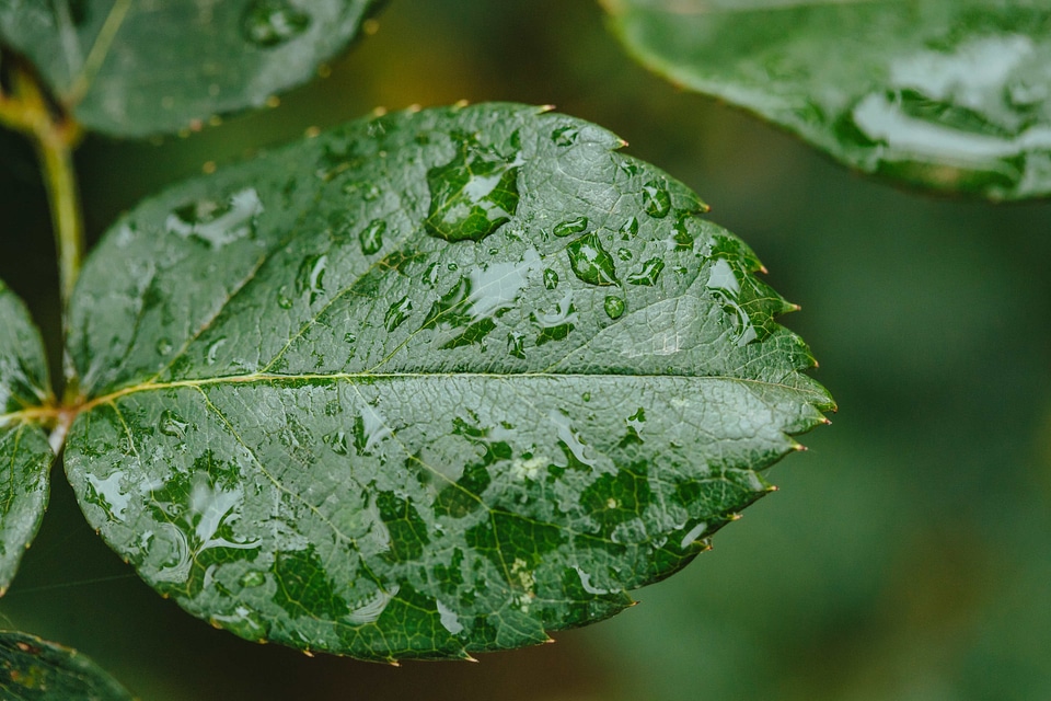 Dew ecology horizontal