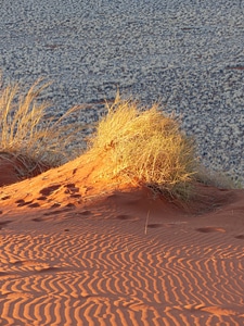 Desert grasses africa