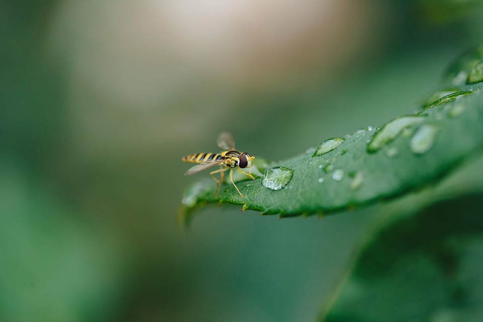 Ecology purity rain
