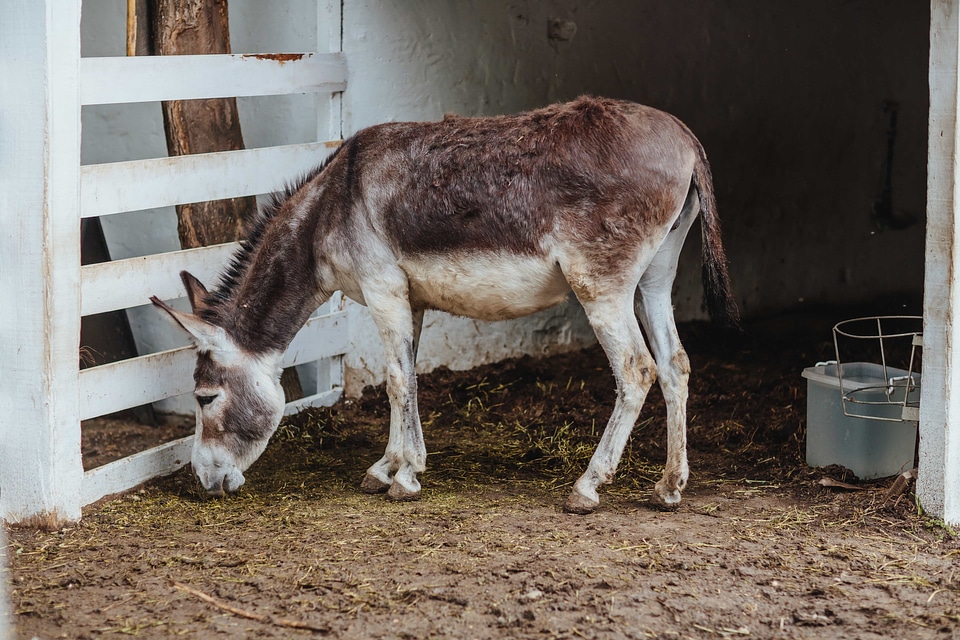 Donkey farmhouse farmland