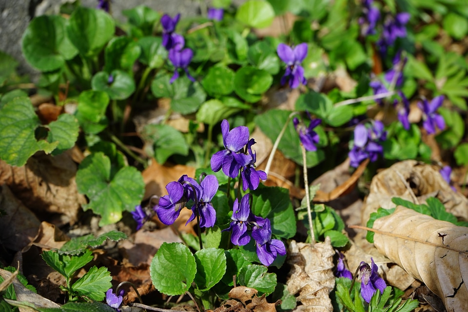 Fragrant violets violet plant violaceae