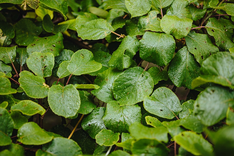 Green green grass green leaves