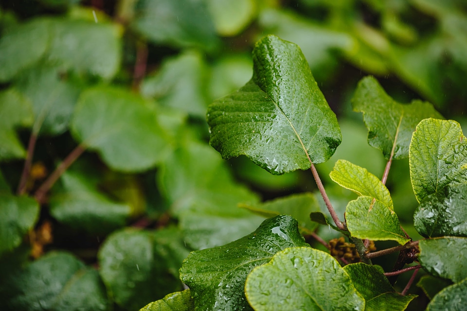 Green Grass green leaves leaf