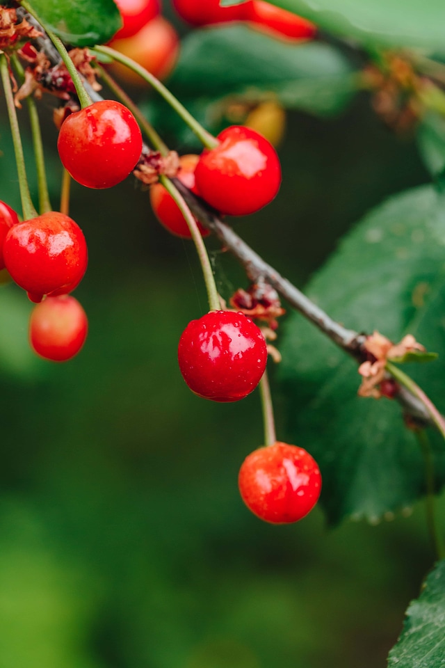 Cherries berry plant