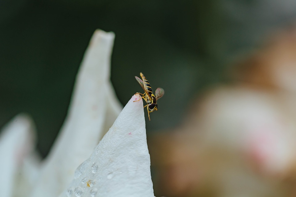 Vertical wasp white flower