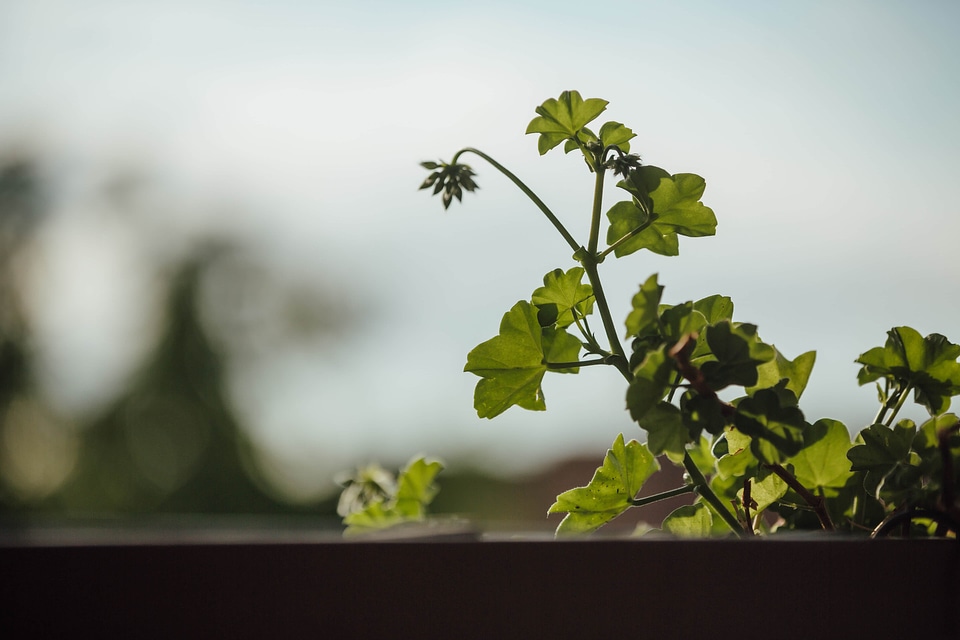 Balcony flowerpot green leaf