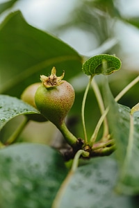 Orchard organic pear