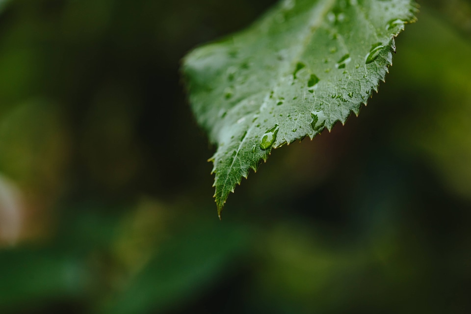 Rainy Season waterdrop wet