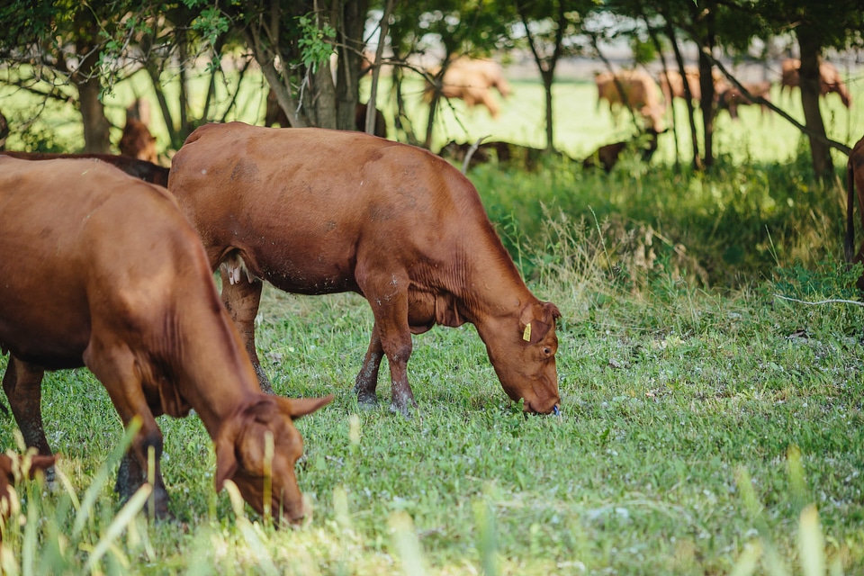 Argentina cows grass