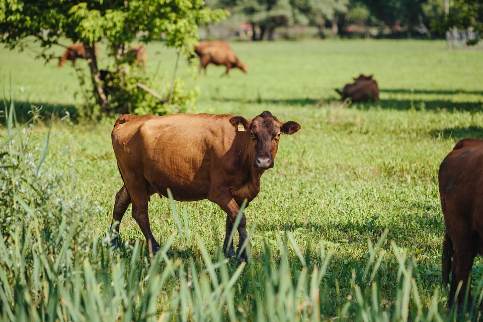 Bovine bull calf