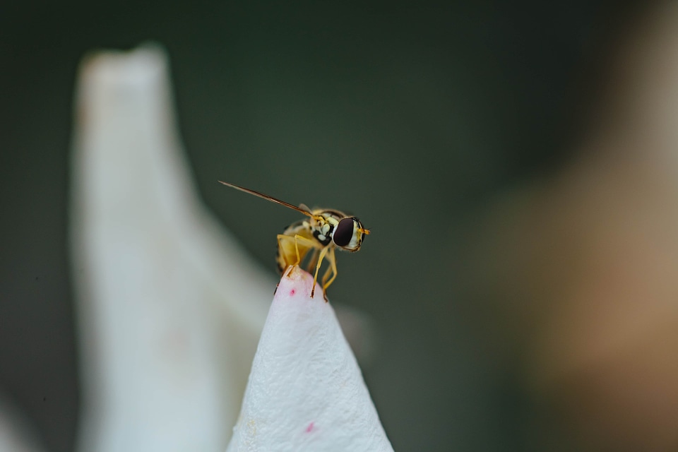 Eye eyeball insect