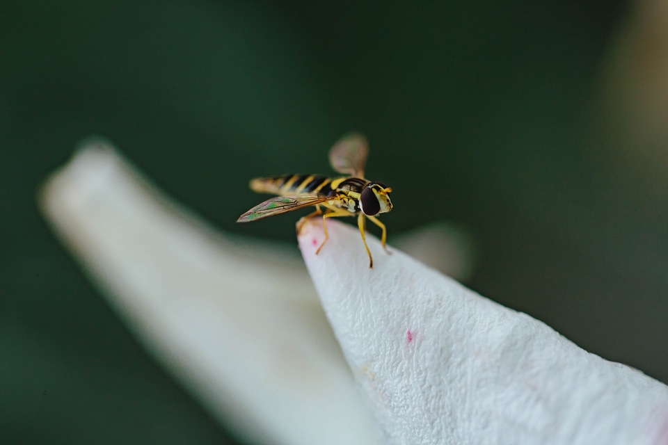 Insect legs wasp