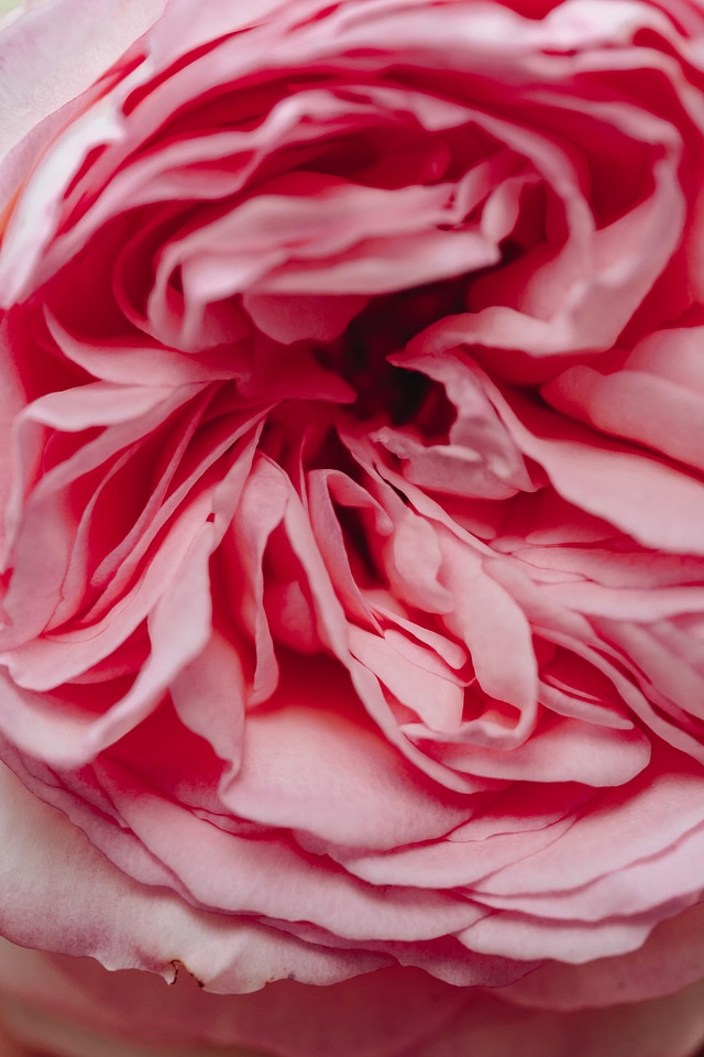 Beautiful Flowers close-up macro