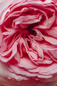 Beautiful Flowers close-up macro photo