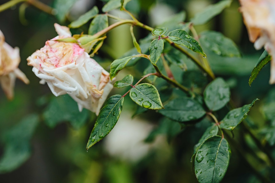 Rain raindrop roses
