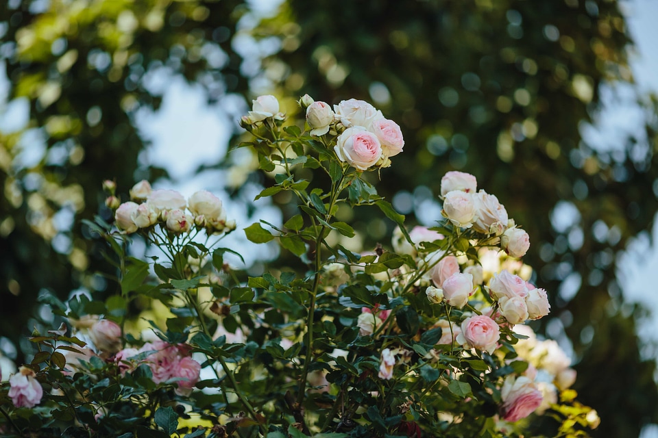 Branch plant rose