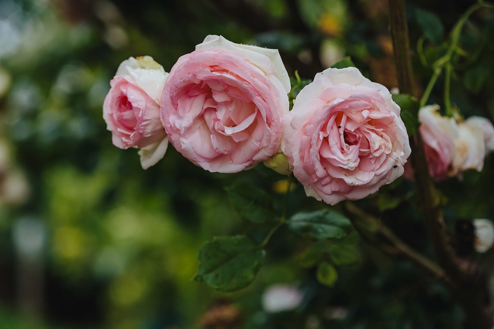 Pinkish roses three