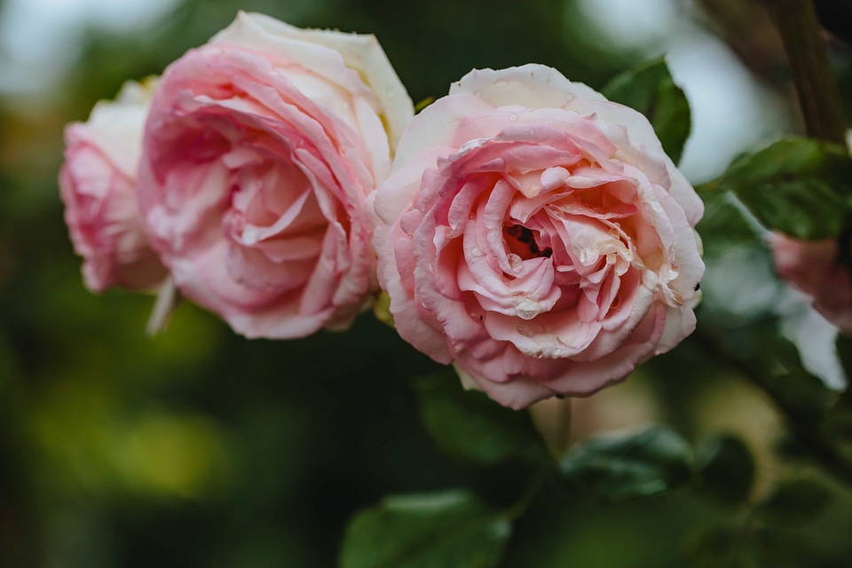 Close-Up petals pink
