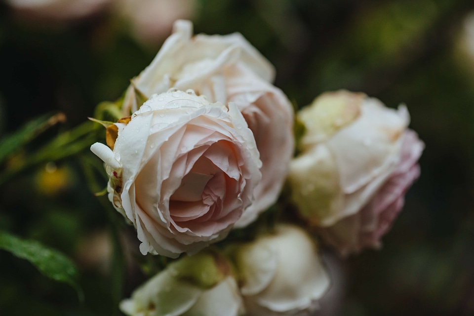 Elegant roses white flower