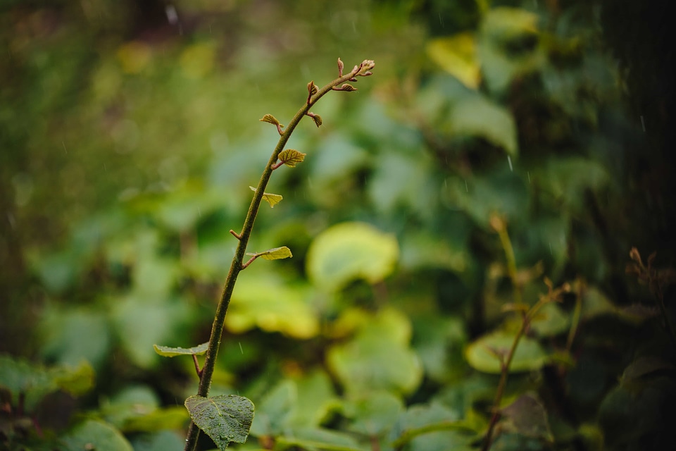 Rain spring time twig