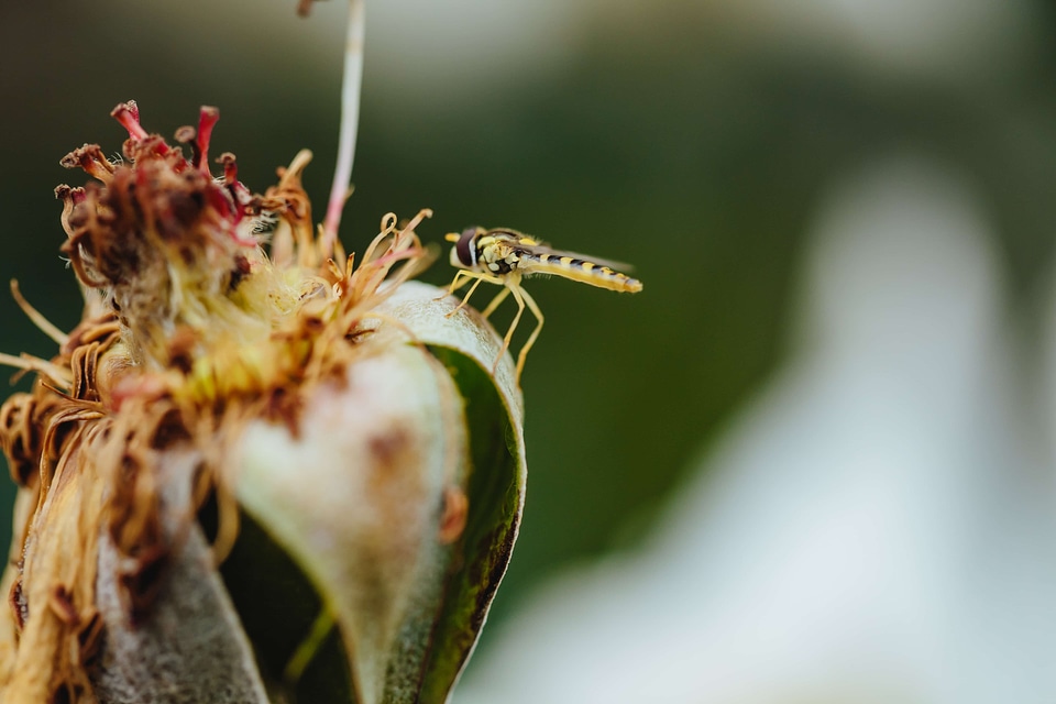 Dry Season flower focus