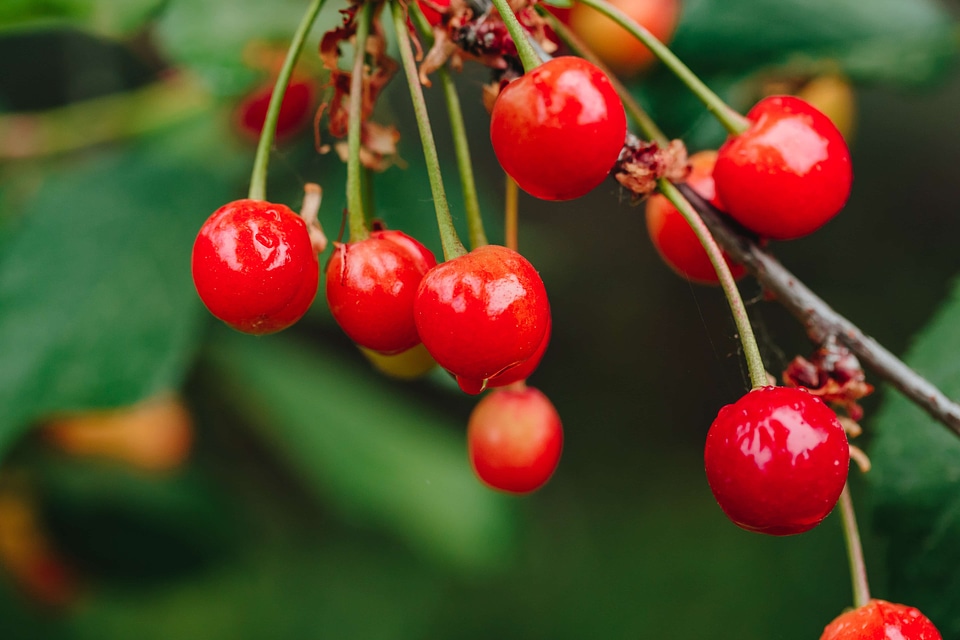 Branch cherries cherry