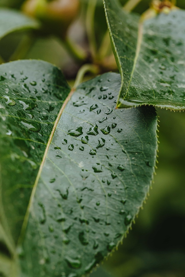 Green Leaves greenish yellow purity