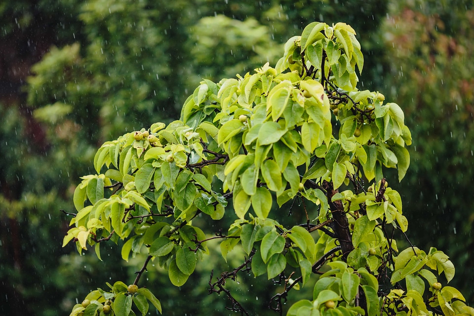 Rain raindrop leaf