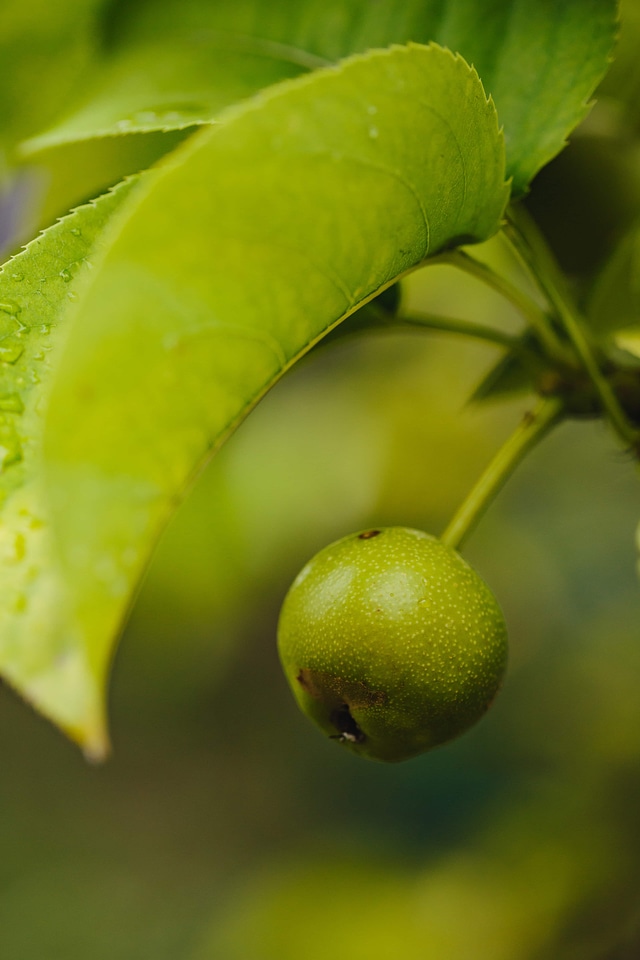 Green Leaves pear small
