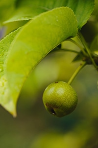 Green Leaves pear small