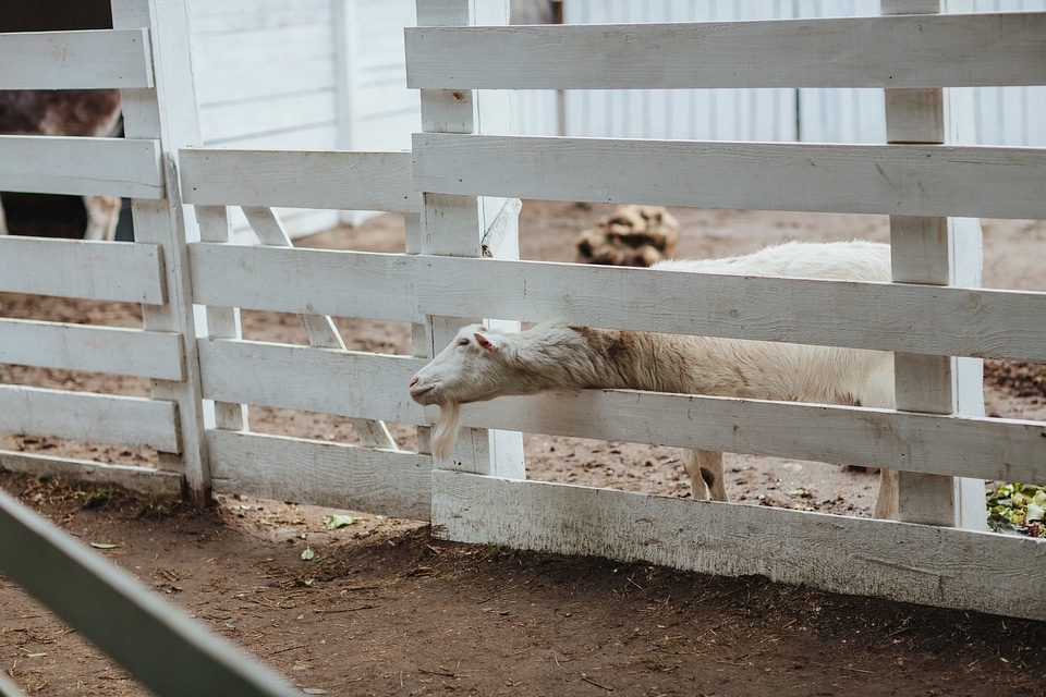 Farmhouse fence goat