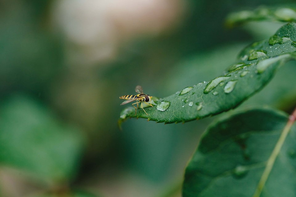 Ecology insect purity