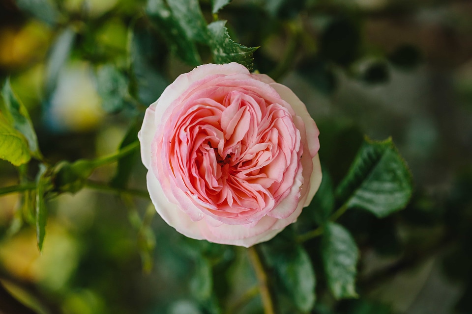 Details pink rose