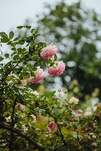 Roses shrub leaf photo