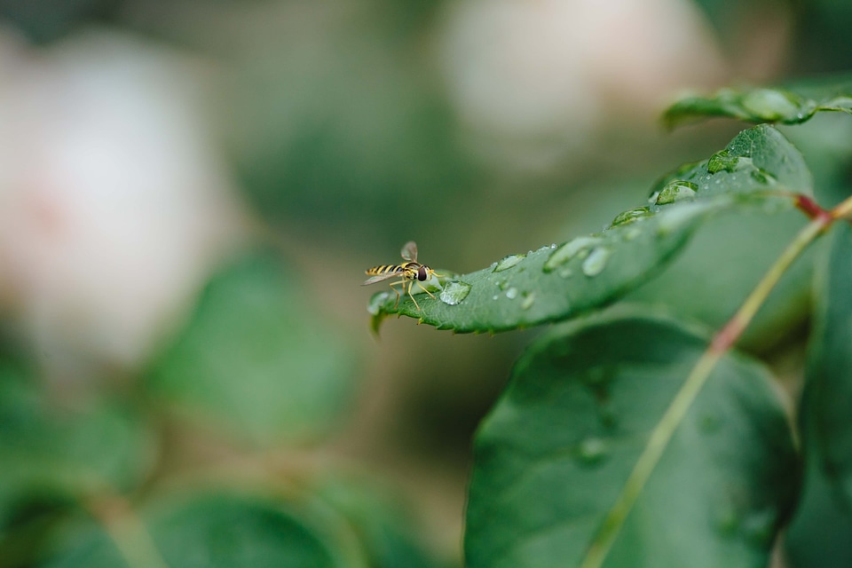Dew green leaves outdoor