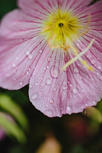 Dew flower garden macro