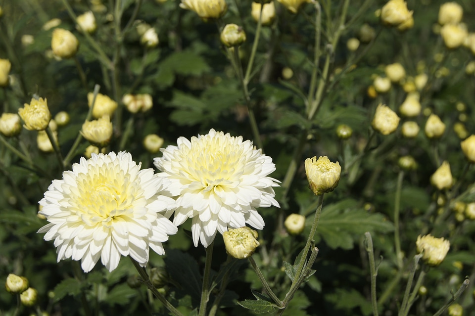 Wildflower asteraceae white flower