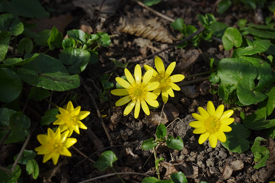 Bloom yellow ficaria verna