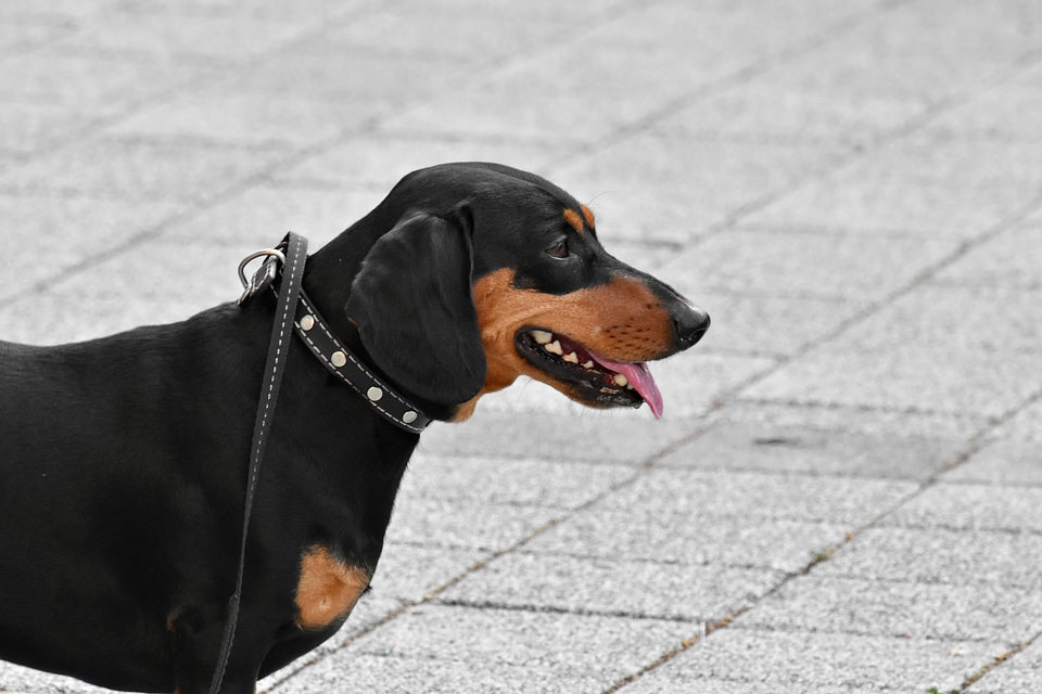 Collar dachshund dog