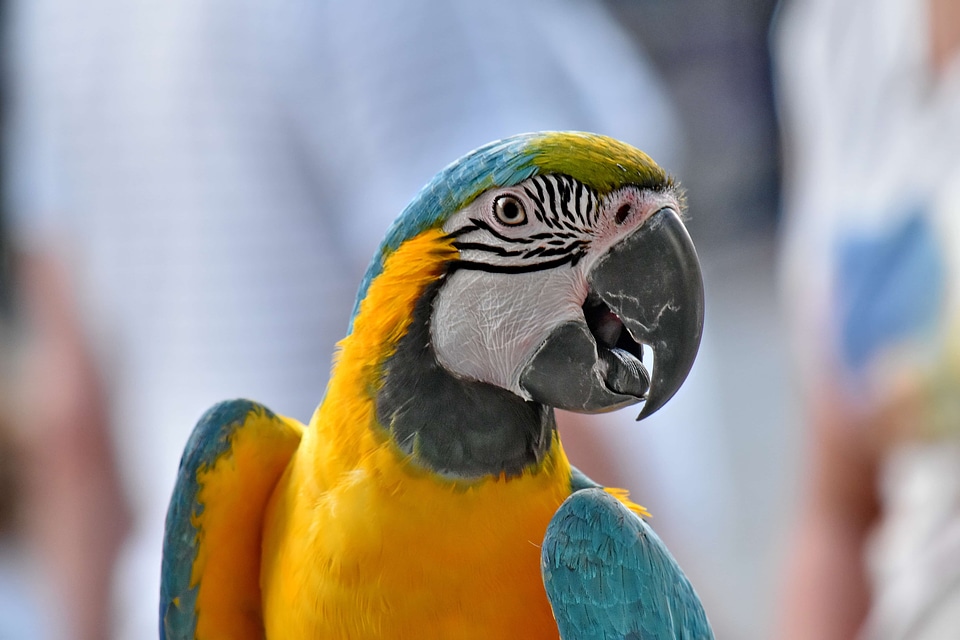 Beak colorful eye photo