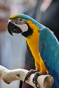 Macaw tropical parrot