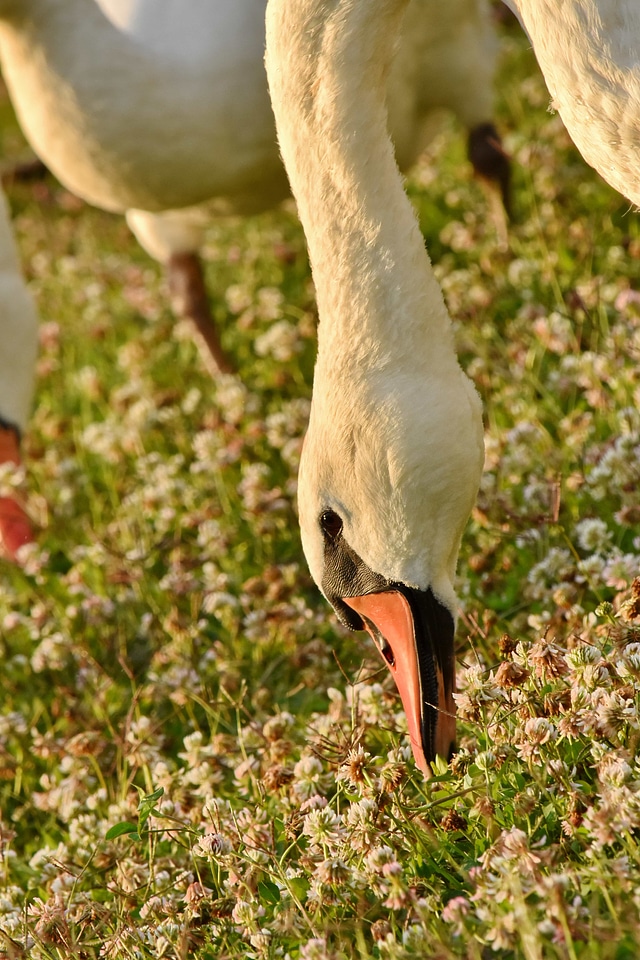 Beak birds close-up